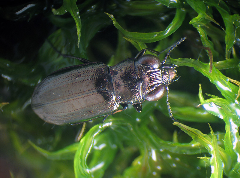 Notiophilus substriatus